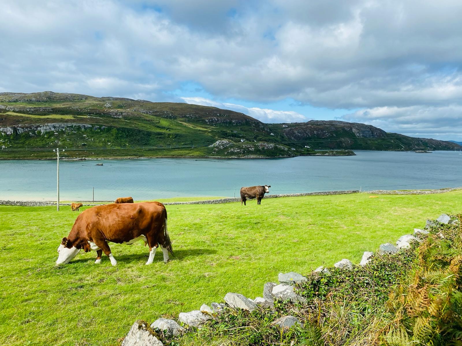 Hereford cows grazing beside a turquoise Irish bay
