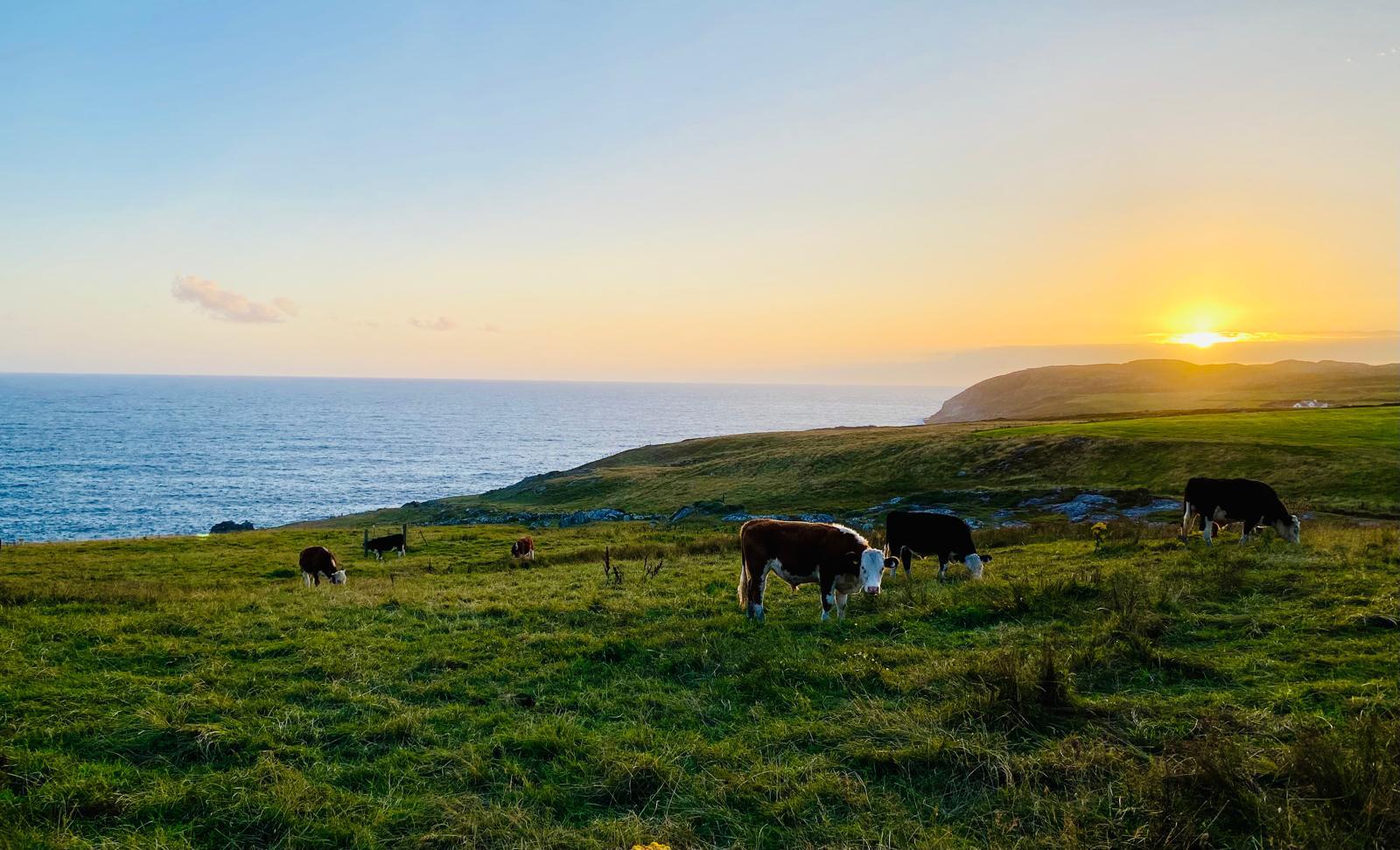 Cattle grazing on the Irish coastal cliffs at sunset above the Atlantic