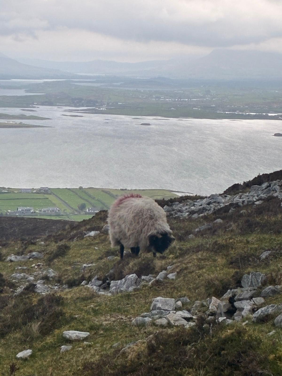 A lone Irish blackface sheep grazing on a mountain above an estuary